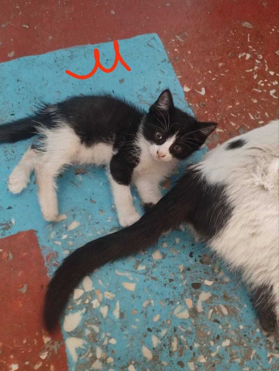 Отдам котят в добрые руки