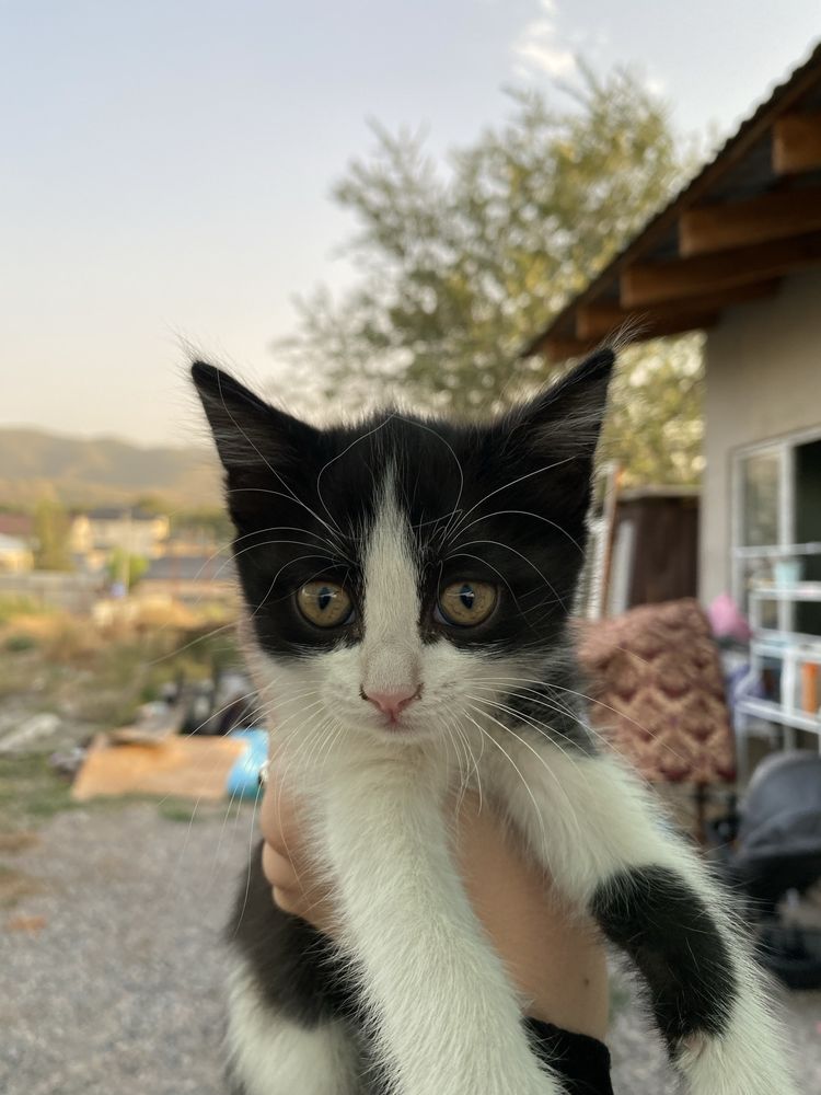 Отдам котят бесплатно