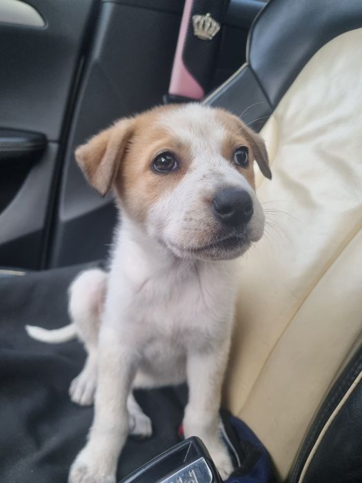 Donez catelusa de 3 luni