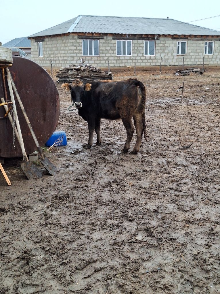 Жана туған  қунажын сиыр сатамын бузауы еркек