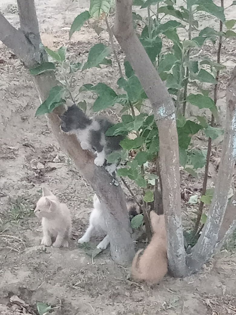 Марғаулар, Котята.