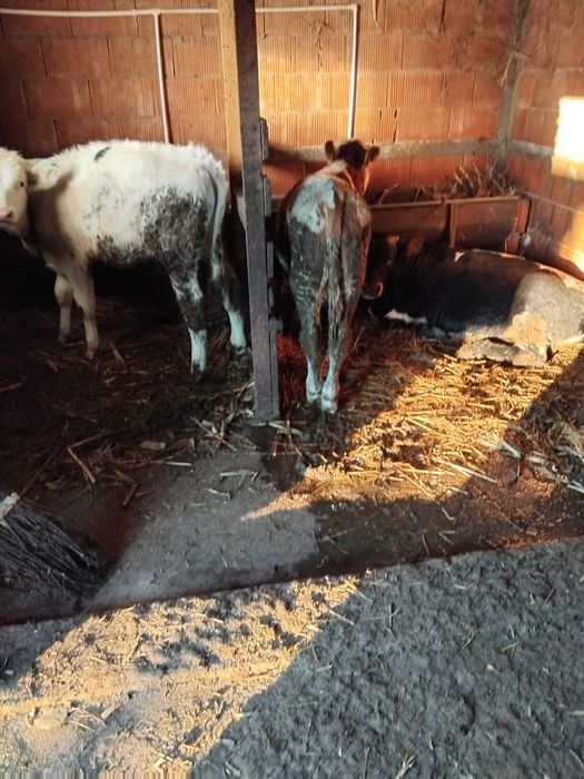 Vând șase tăurași