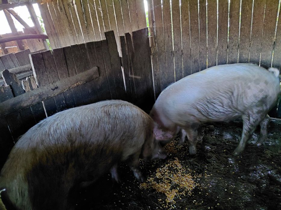 Угоени Прасета на сметка