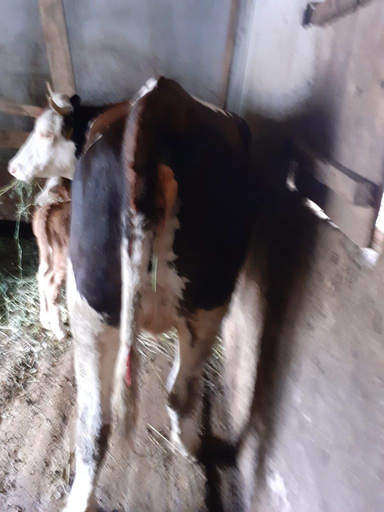 Vaca de vanzare..