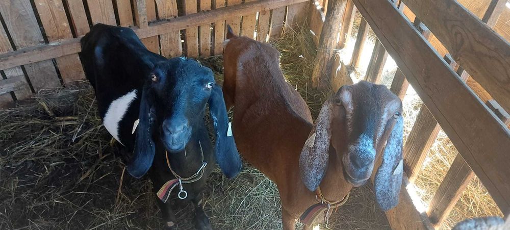 Vând capre anglo-nubiene