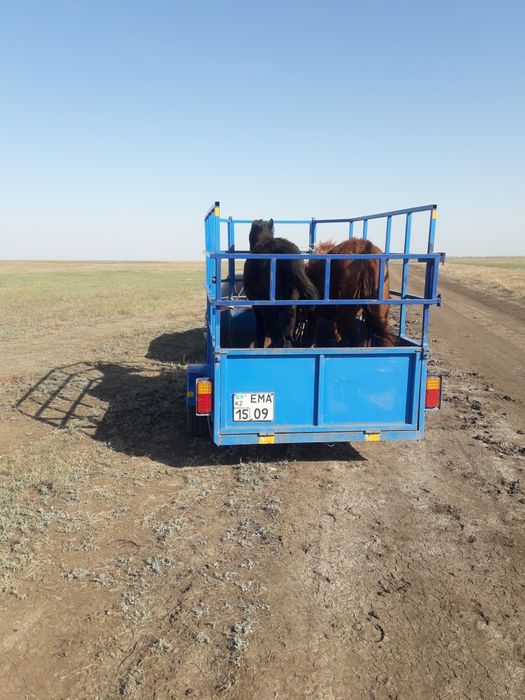 продам прицеп коневозка