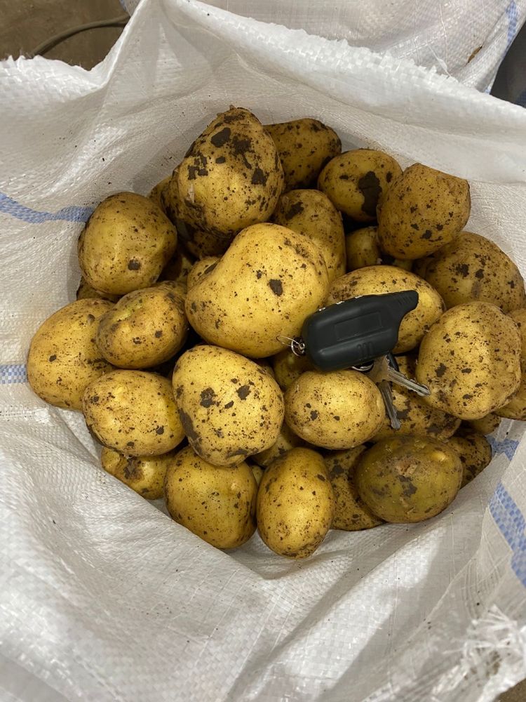 Продажа картофеля сорта ГАЛА и КОЛОМБО
