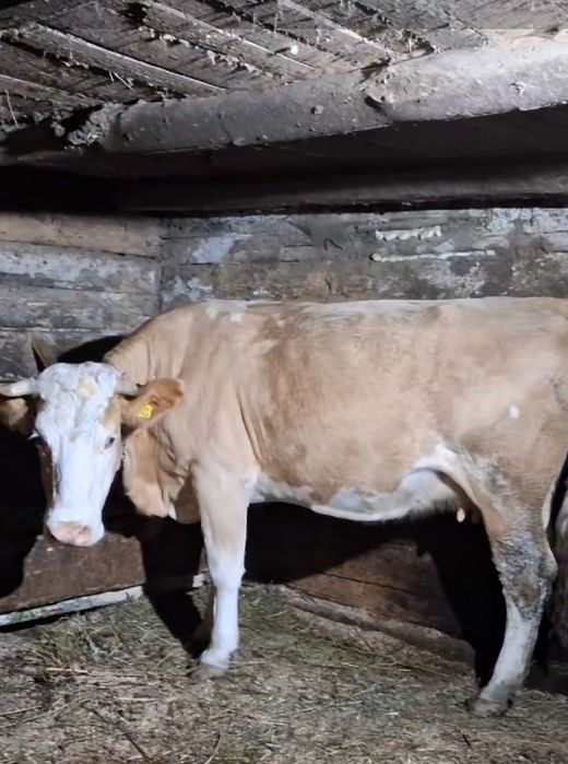 Se vinde vaca cuminte