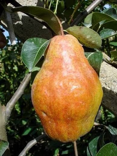 Pomi Fructiferi Străvechi Glia Strămoșească (Soiuri De Peri )