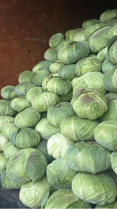 Varză de toamnă productie proprie