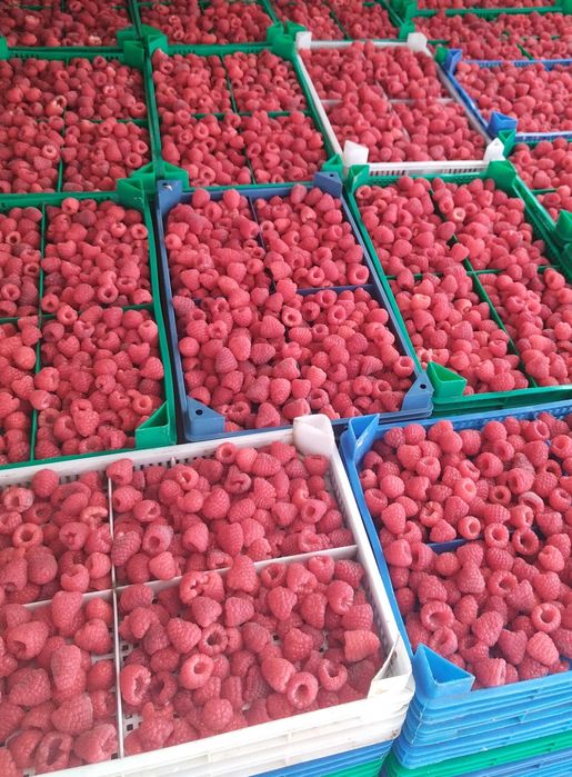 Разсад МАЛИНИ, мапема, енросадира, амира и др. ГОЛЕМИ КОЛИЧЕСТВА !