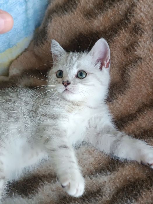Серебристо-мраморный шиншилла котик с небесным взглядом