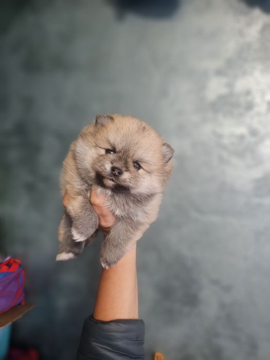 Pomeranian fetita