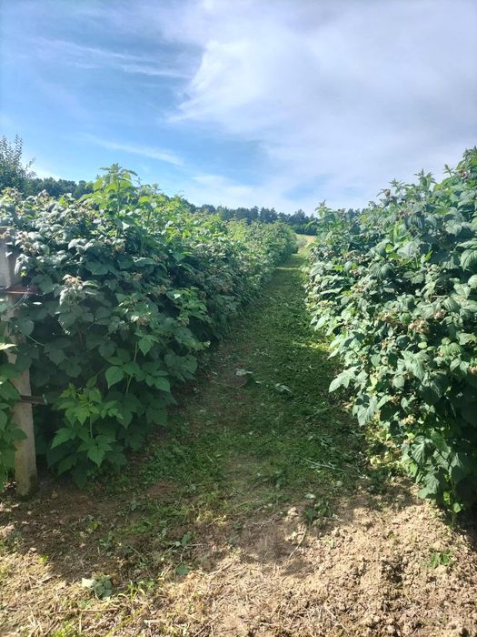 Butasi zmeura Glen Ample