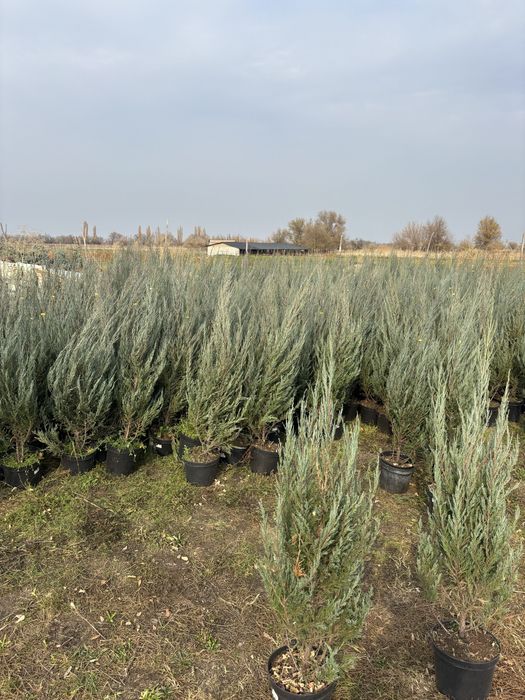 Можжевельник блю эрроу Скальный можевелник