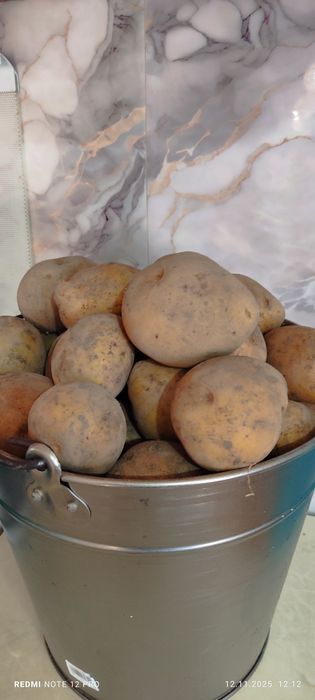 Продам крупный картофель 2000