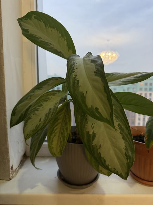 Срочно продам комнатые растения