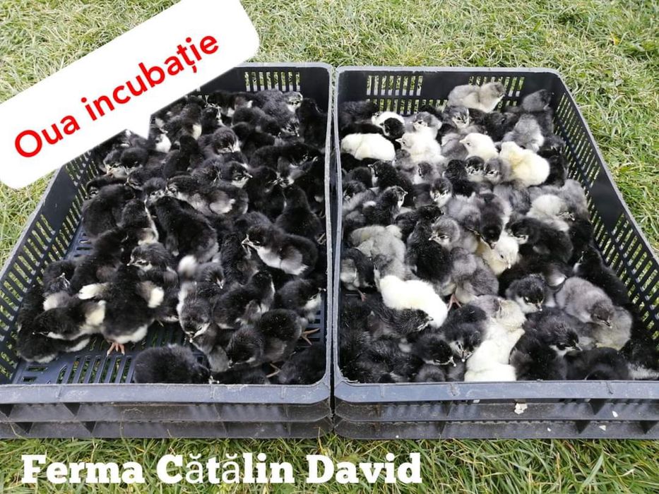 Puisori Australorp Negru Albastru Splash