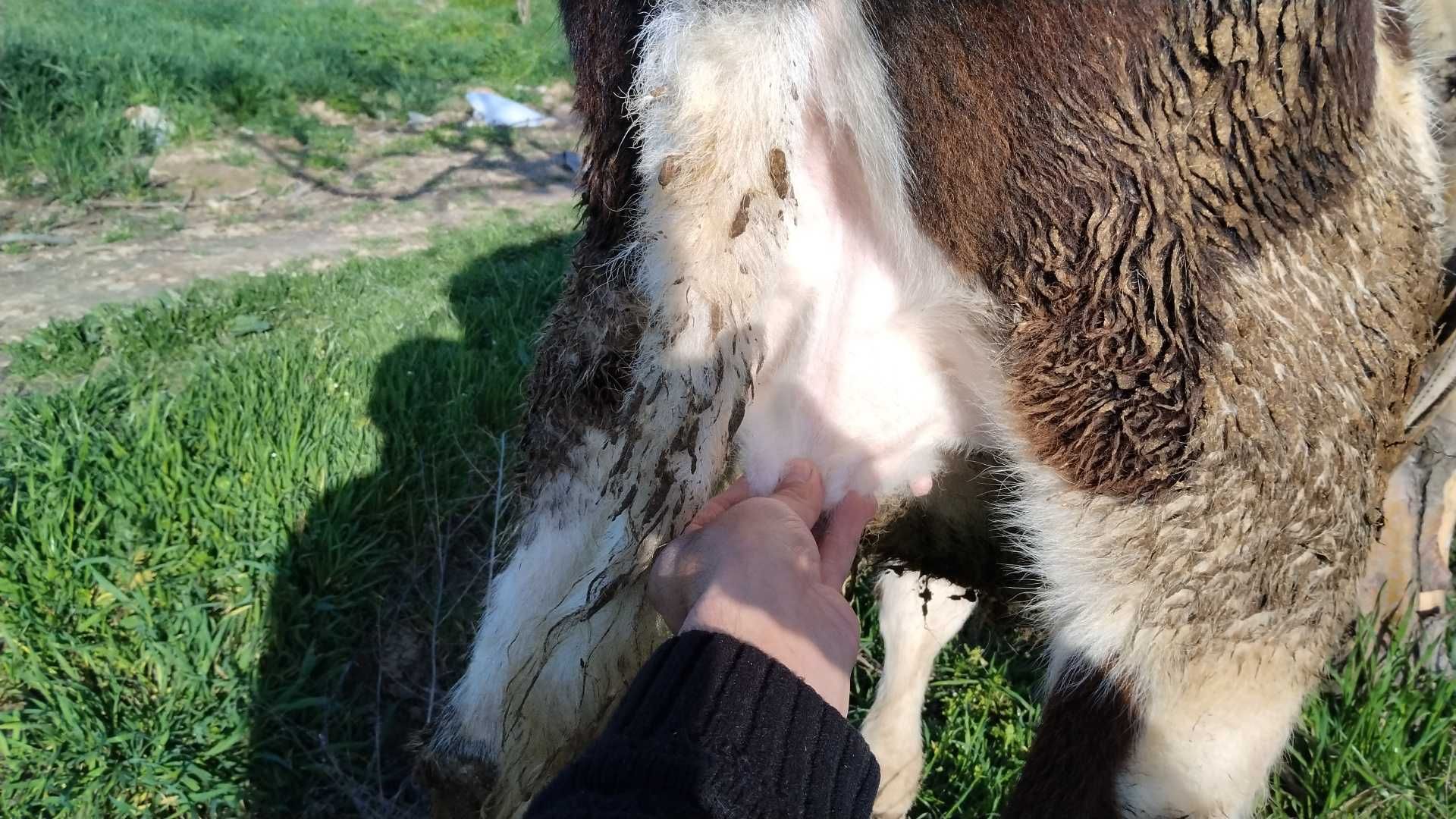 Soĝin sigir sotiladi bolasi bilan