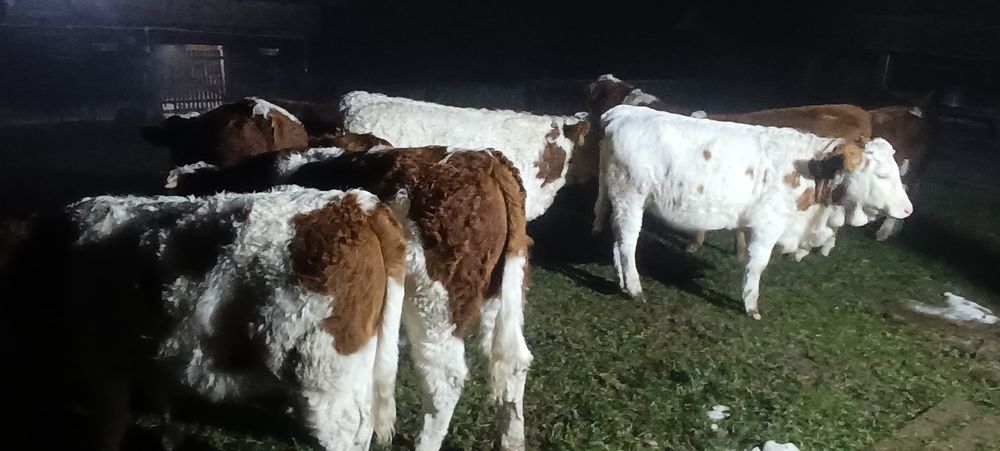 Vitei de vânzare 10 bucăți masculi