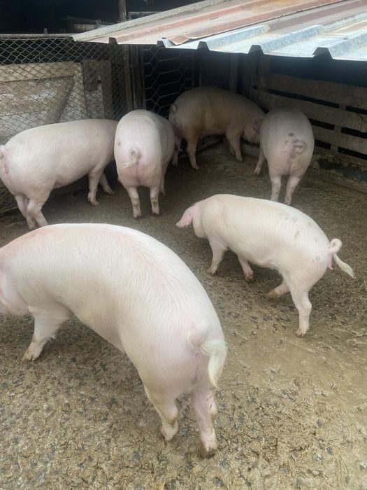 Продавам прасета