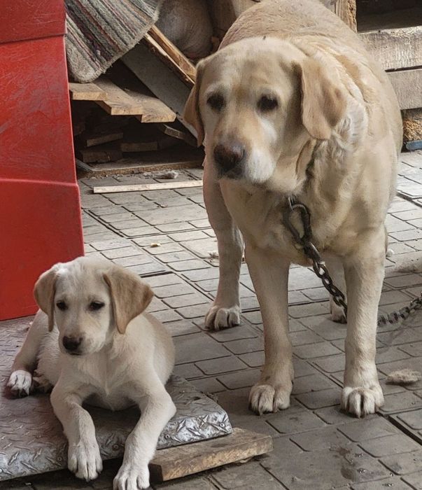 Лабрадор ретривер