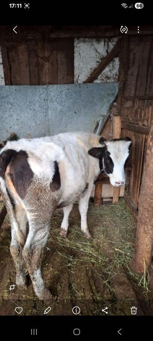 Vand vitea holstein sa shimb cu oi