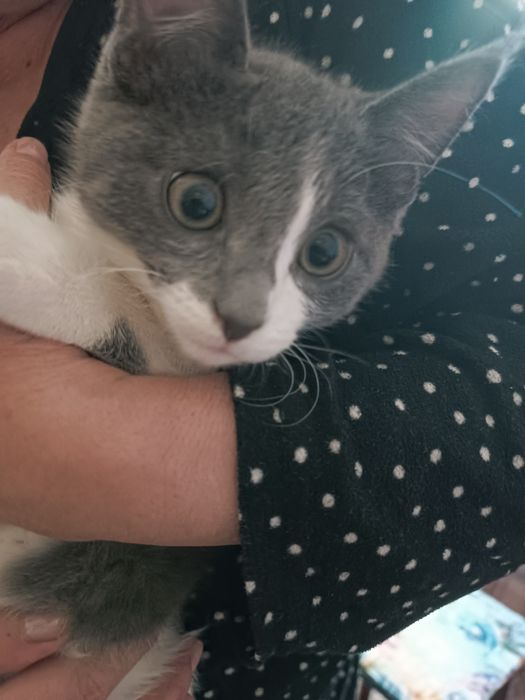 Отдам котенка в хорошие руки