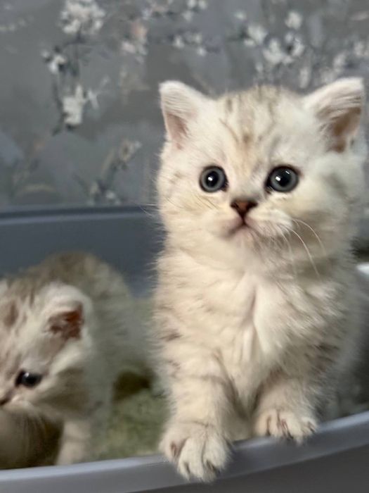 Шиншила котёнки