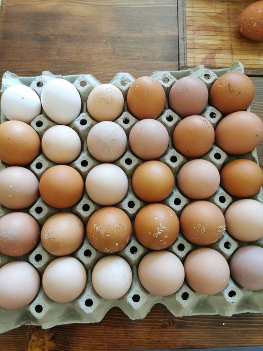 Домашни кокоши яйца имам и яйца от бял легхорн за люпене