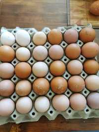 Домашни кокоши яйца имам и яйца за люпене