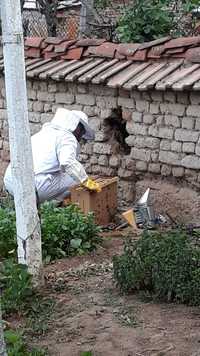Спасяване на пчели.  Хващам пчелен рой, рояк, рояци. БЕЗПЛАТНО