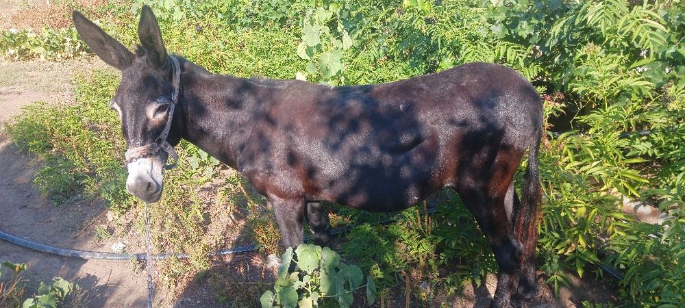 Магаре женско 12 годишно