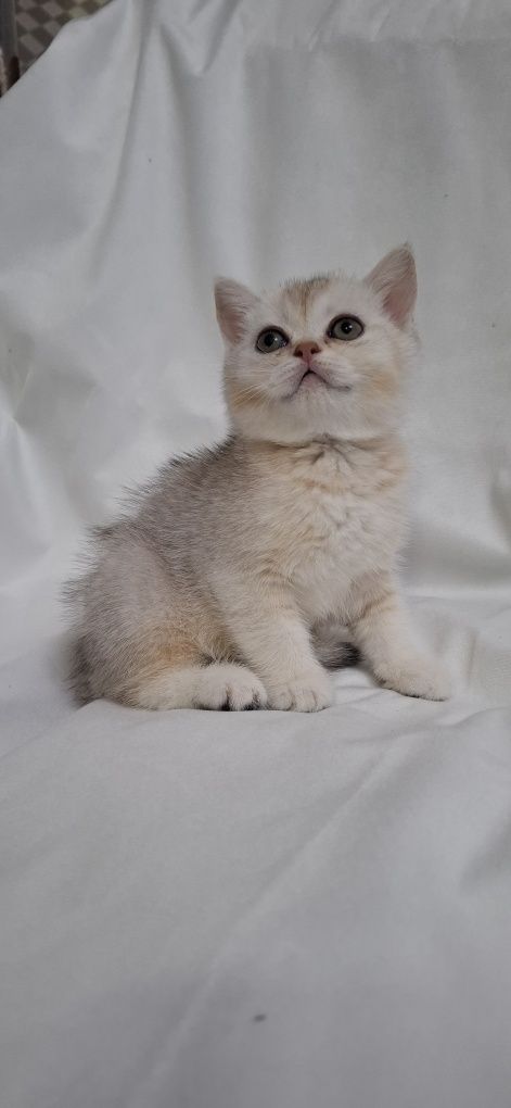 Продаю шотландских котят