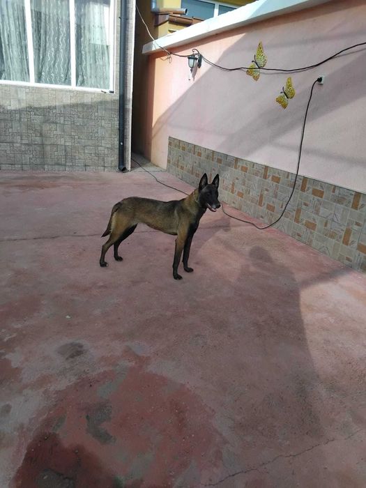 Белгиска овчарко malinois  k9