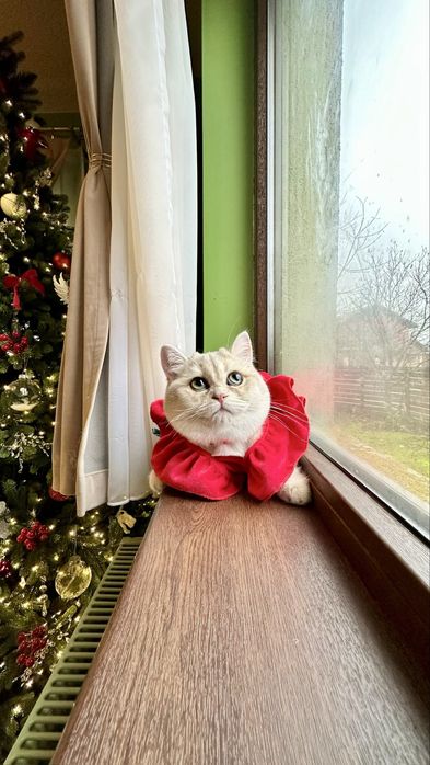 British Shorthair Chinchilla Blue Golden - Fetita certificat pedigree