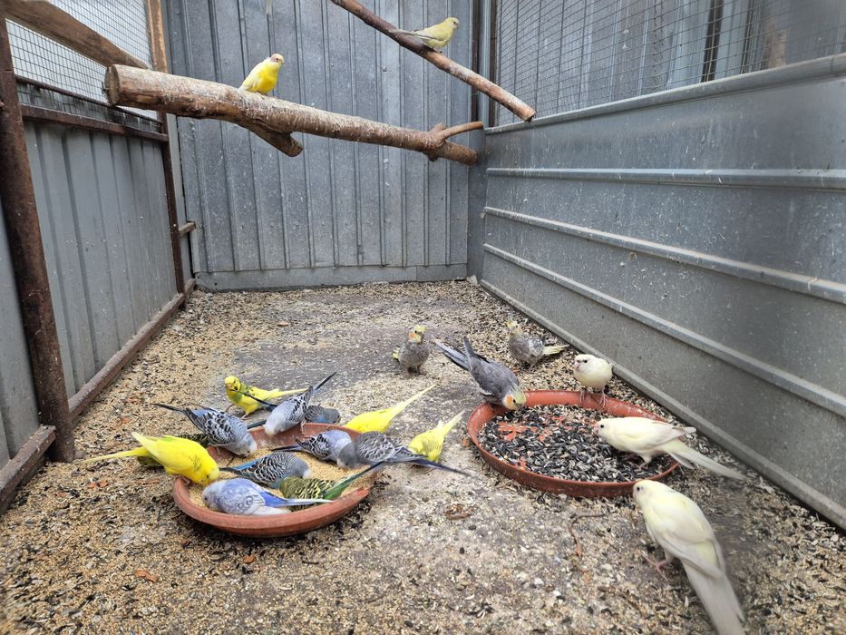 Vand papagali si canari