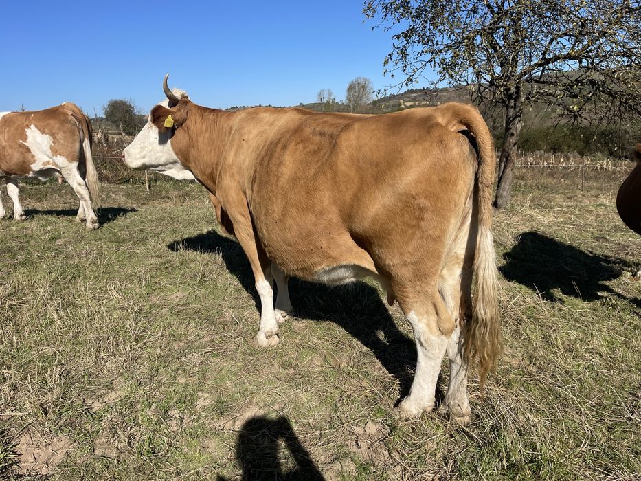 Vând vacă gestantă în 8 luni jumate