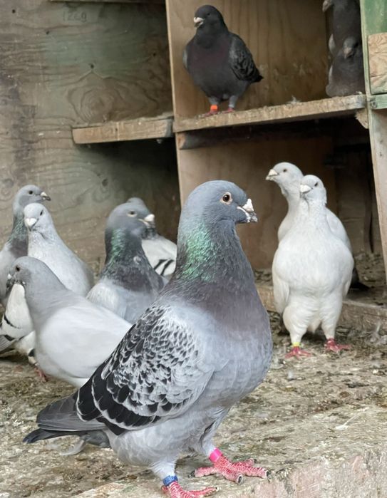 De vânzare standart