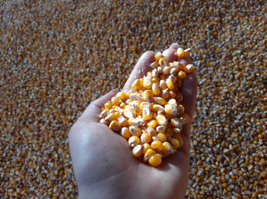 Porumb de boabe!