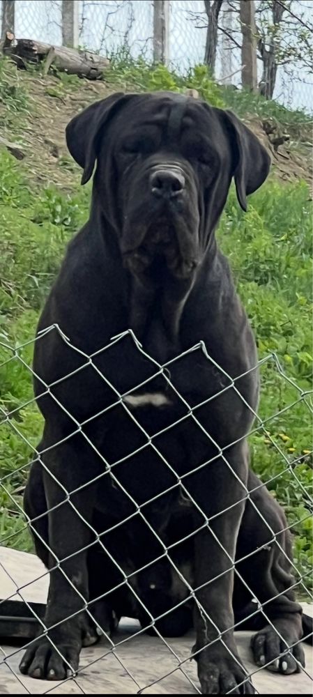 cane corso mascul 2 ani