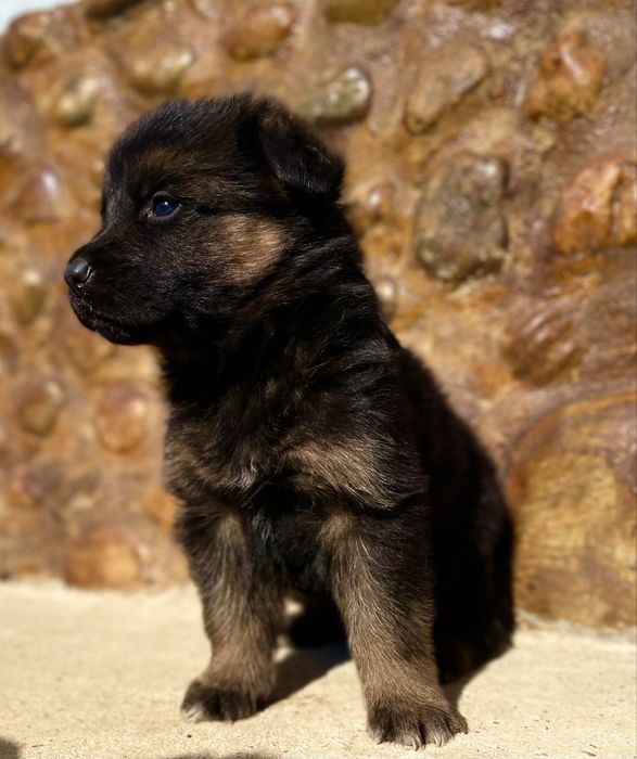 Немски Овчарки малки