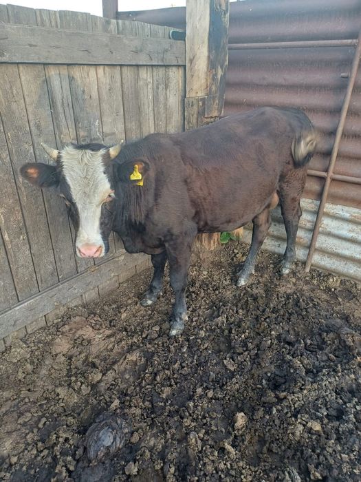 Продам      быков