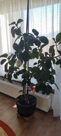 Ficus 1.7m, 15 ani