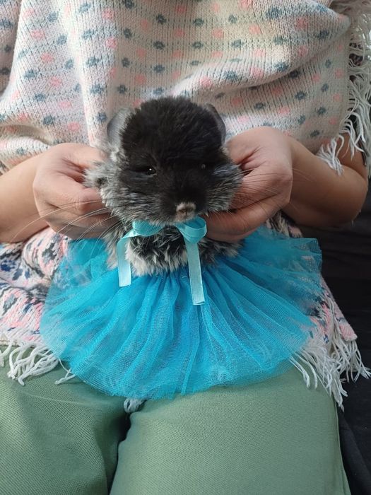 Продажа шыншыл девочка приученная к рукам ласковая