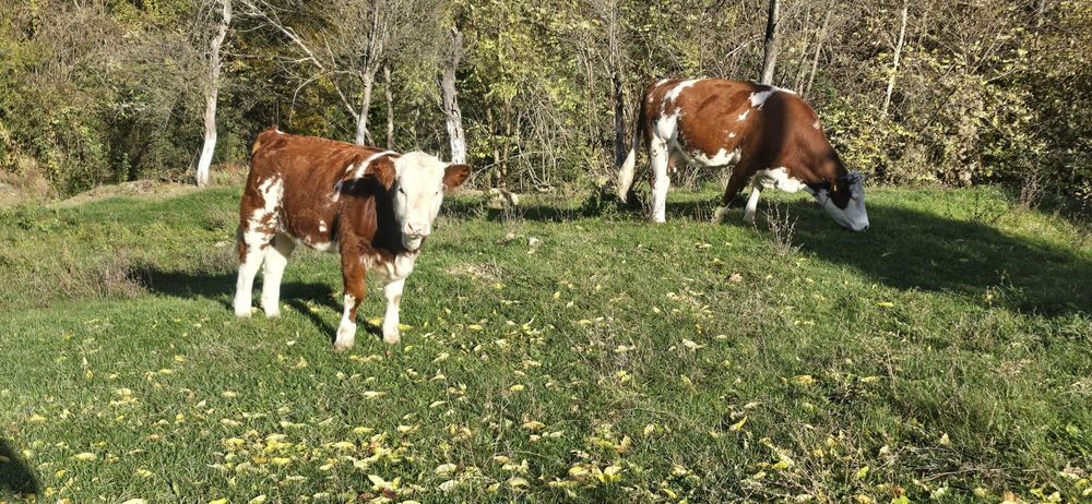 Vând vaca cu vitea
