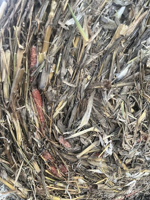 Vand baloti porumb/ coceni