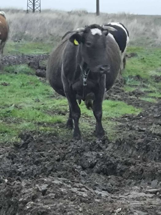 Продавам дойна крава