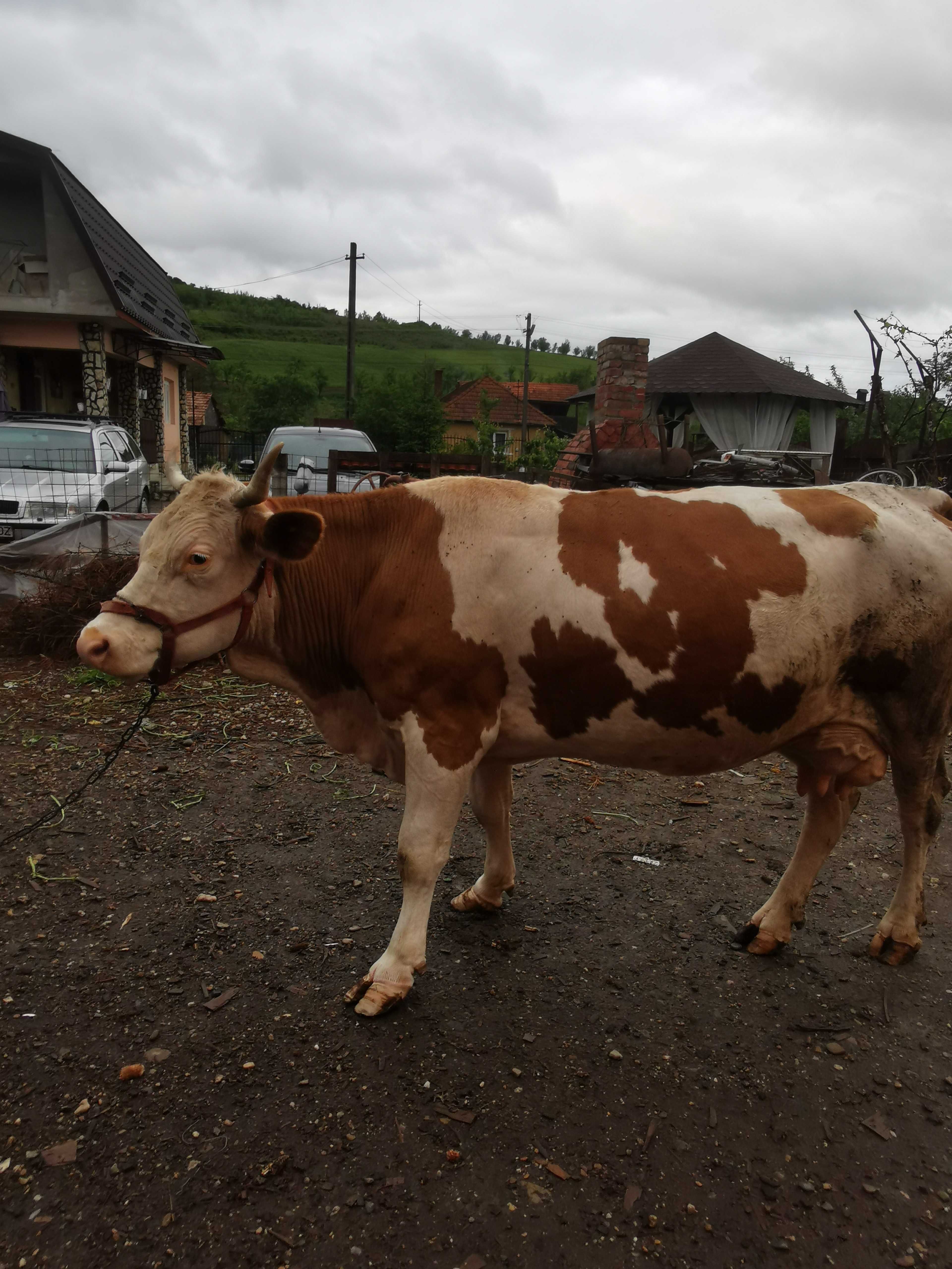 Vaca de vânzare în vârstă de 7 ani