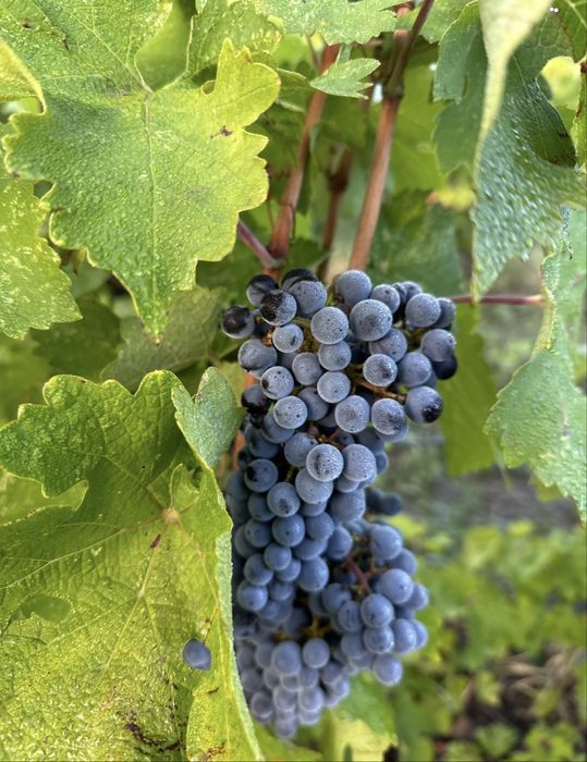 Vand struguri de vin